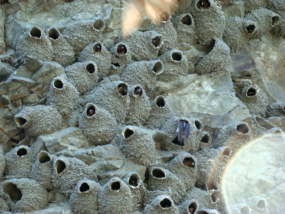 Cliff Swallow (Petrochelidon pyrrhonota) Nests