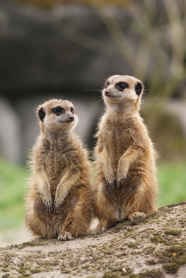 Alert observation watch
