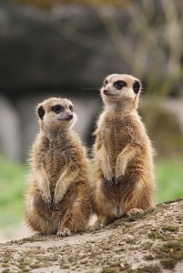 Alert observation watch