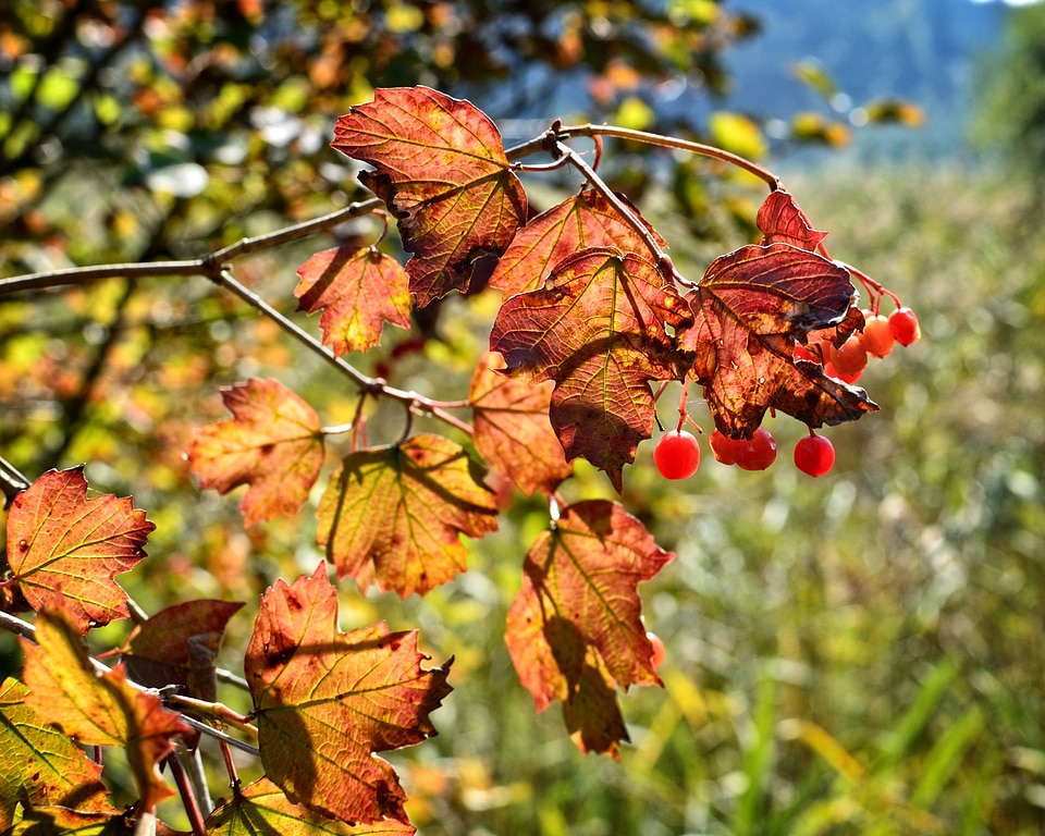 Golden autumn leaves in the autumn fall foliage photo