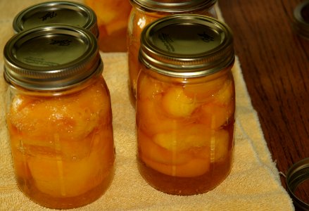 Jars of caned peaches cooling