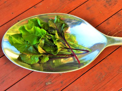 A spoonful of fresh beet greens photo