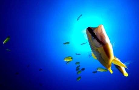 Milletseed Butterflyfish