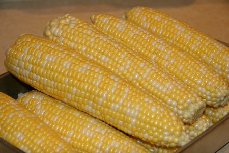 Corn ready for removing kernels from cob photo