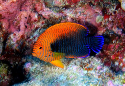 Potter's Angelfish