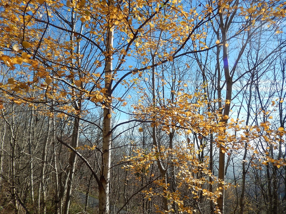 Field nature forest