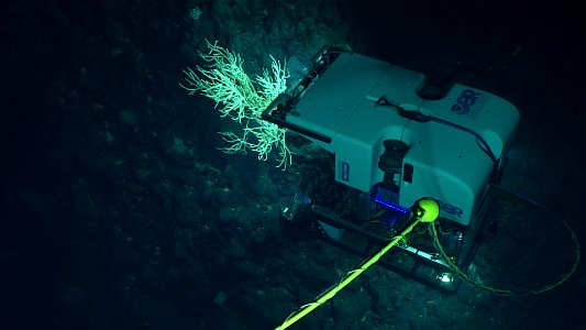 D2 investigates a coral on an unnamed seamount west of Salmon Bank photo