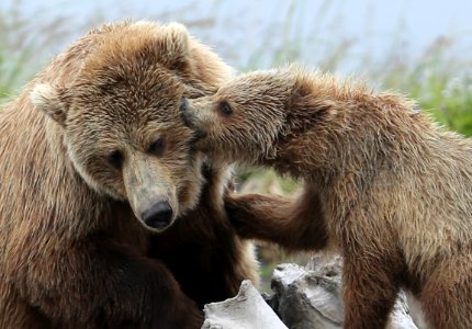 Love Bites