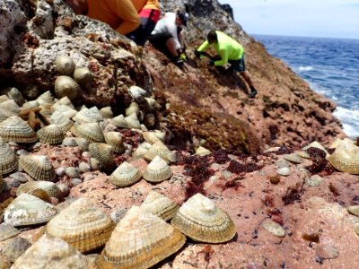 Limpets at Gardner Pinnacles photo