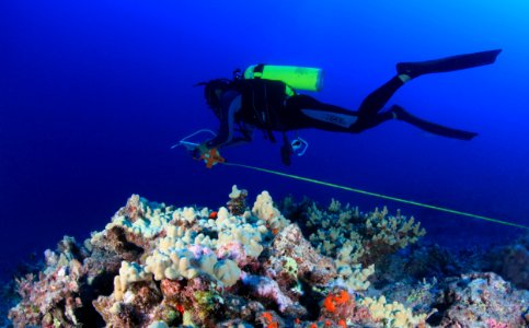 Conducting Fish Survey photo