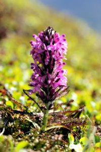 Woolly Lousewort (Pedicularis lanata)