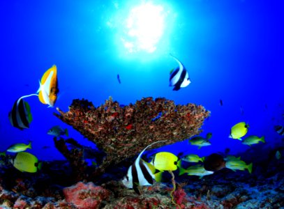 Fish and Coral on Deep Reef at French Frigate Shoals photo