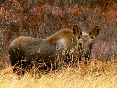Moose in Autumn (Alces alces)