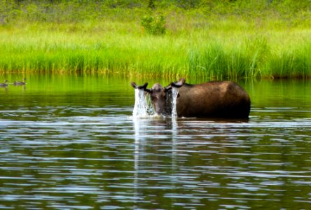 Bull Moose In The Water (Alces alces)
