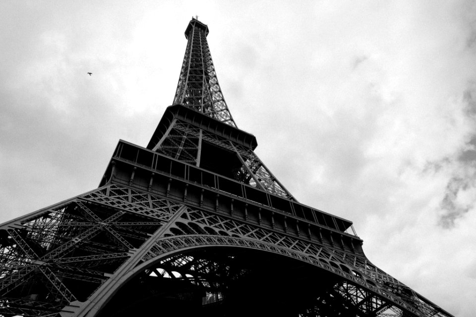 Single bird in Paris