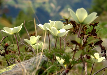 Anemone alpino