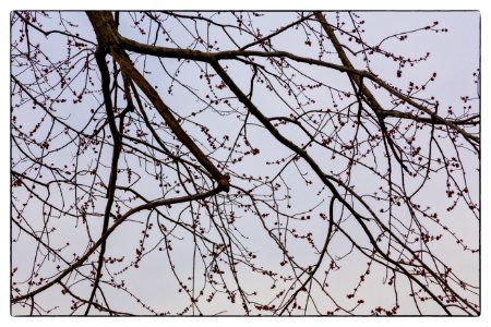 Budding Out