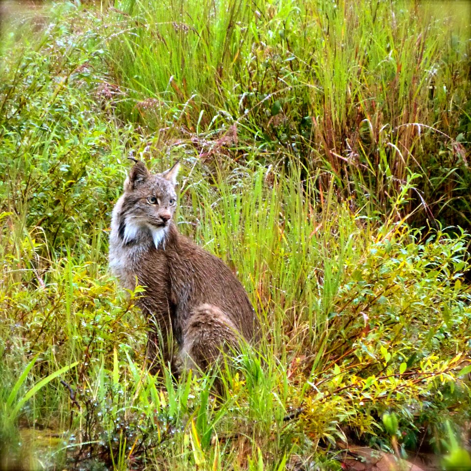 Lynx (Lynx canadensis)