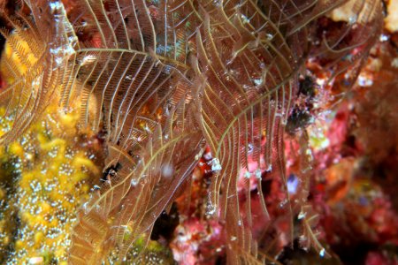 Hydroid at Gardner Pinnacles