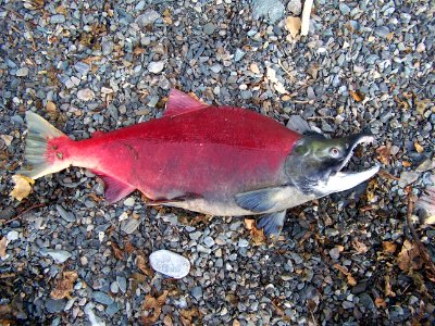 Male Sockeye photo