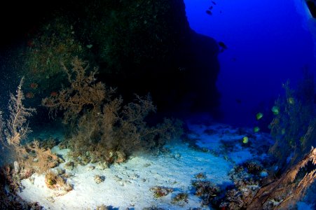 Deep Reef Pearl & Hermes Atoll photo