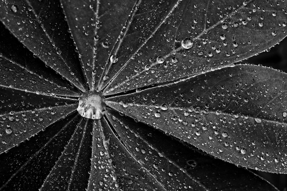 Black and white sw monochron