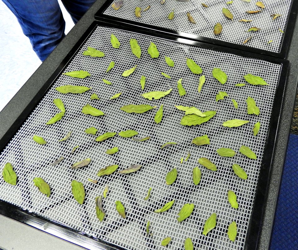 Dried mint on dehydrator photo