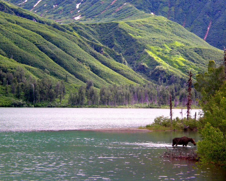 Moose in Crescent Lake