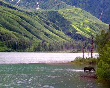 Moose in Crescent Lake