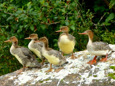 Red-Breasted Mergansers (Mergus serrator) photo