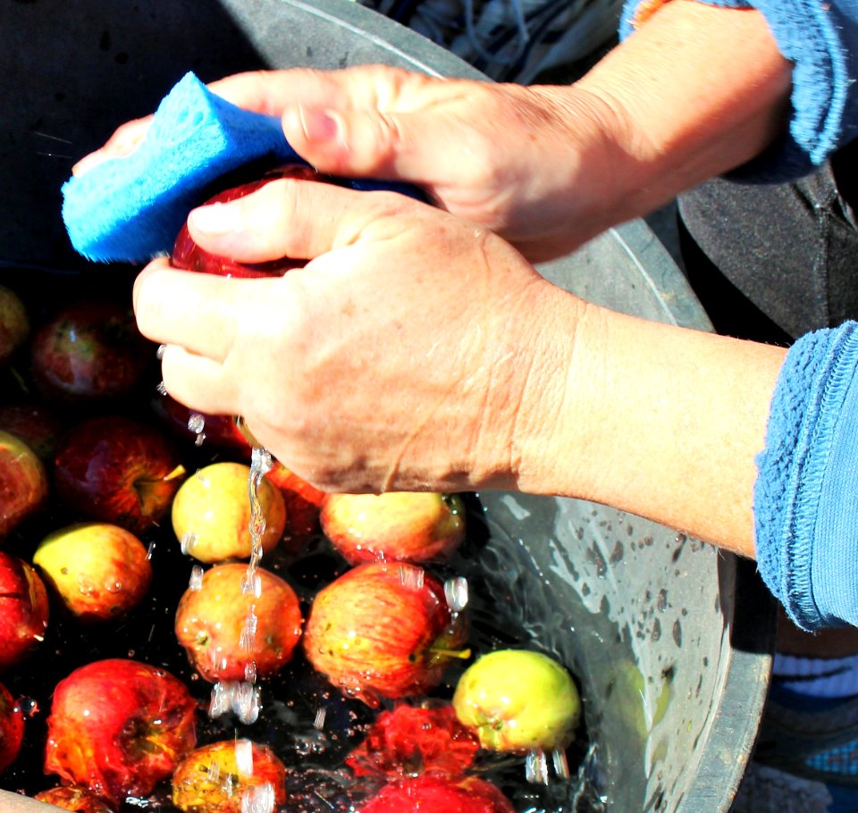Washing fresh apples with sponge
