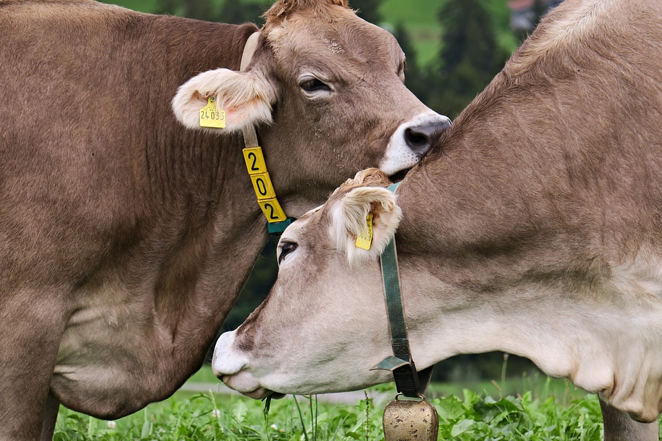 Cow agriculture pasture