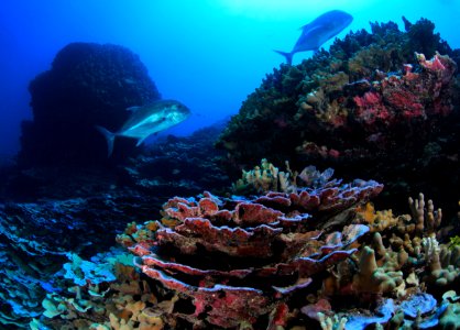 Coral and Giant Trevally at Lisianski Island