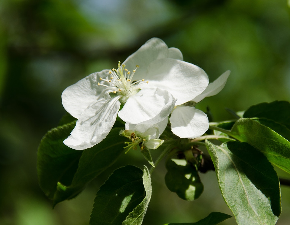Apple tree tree branch