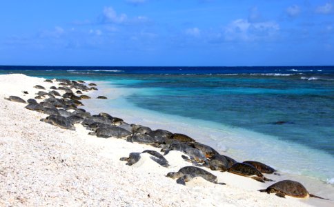 Hawaiian green sea turtles at French Frigate Shoals