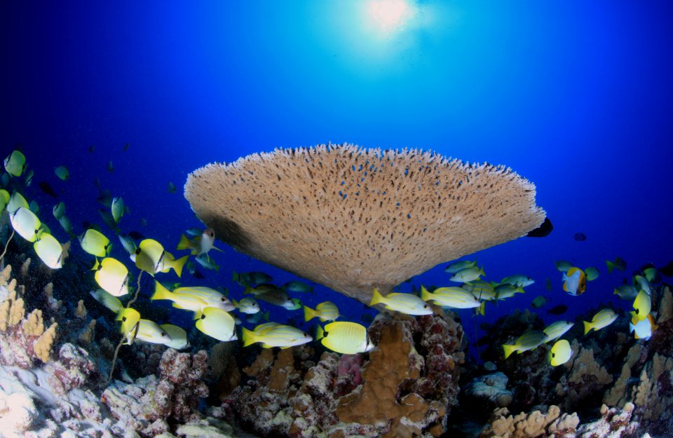 French Frigate Shoals Reefscape