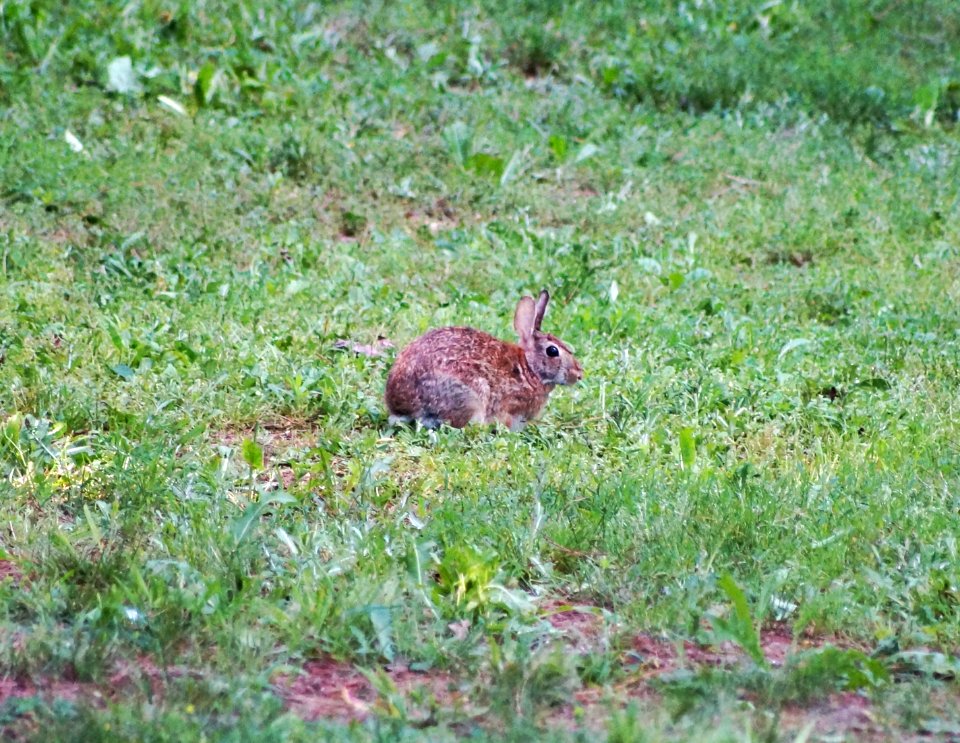 Day 115 - Be Vewy Vewy Quiet, I'm Hunting Wabbits
