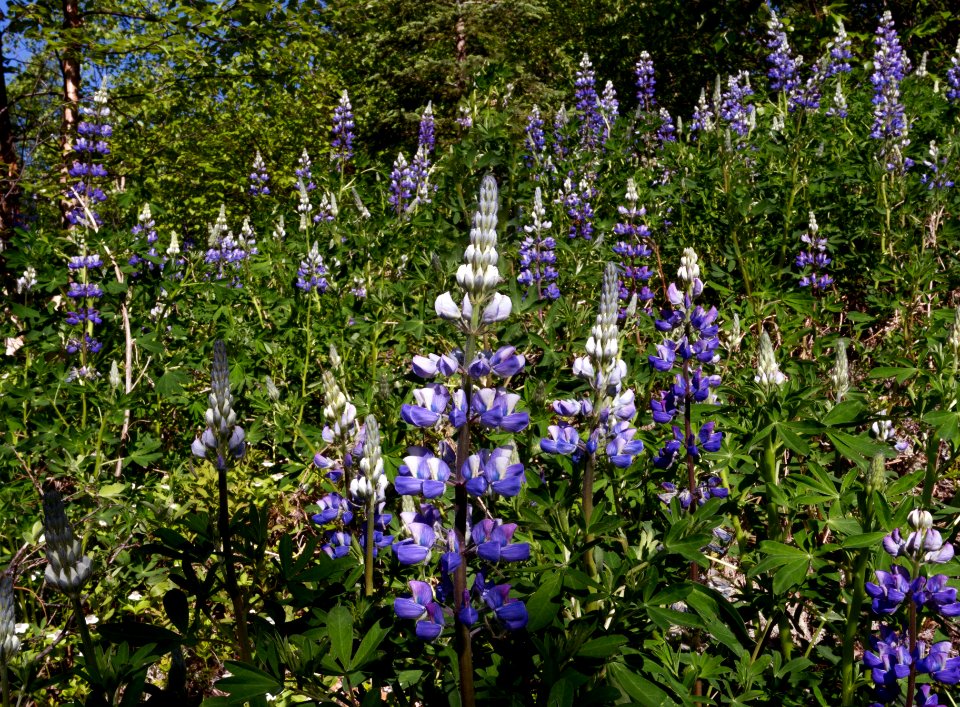 Lupine (Lupinus arcticus)