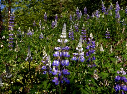 Lupine (Lupinus arcticus)