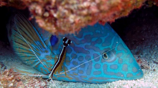 Cleaning Shrimp and Coris
