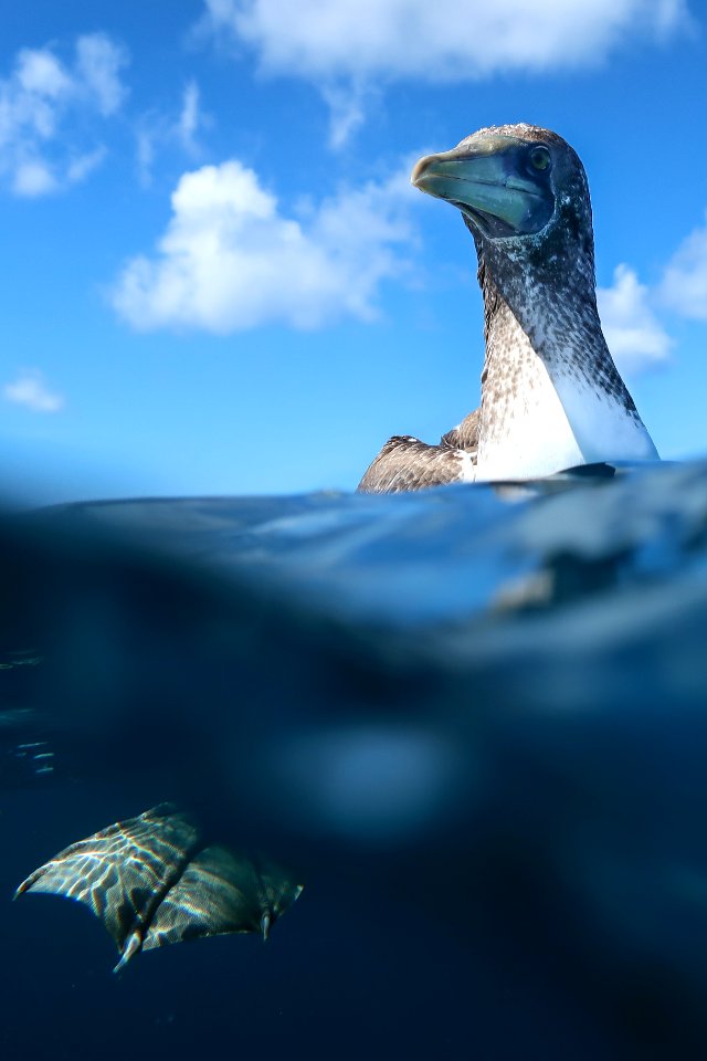 Curious Masked Booby Investigates
