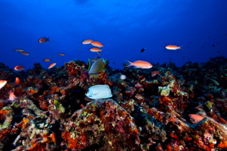 Deep Reef Endemic Species of Midway Atoll photo