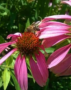 Summer green pollen