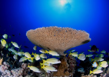 French Frigate Shoals Reefscape photo