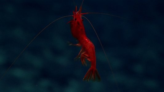 Deepwater Shrimp photo