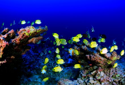 Fish on Deep Reef at Pearl and Hermes