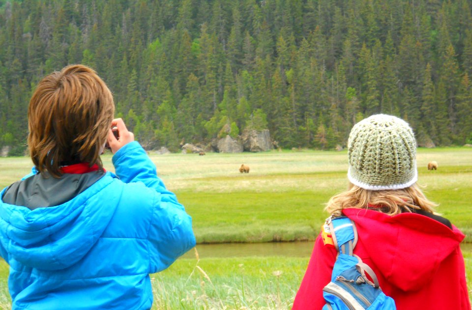 Sedge Meadow at the Eastern Bear Viewing Area