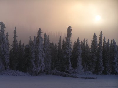 Boreal forest on a foggy winter day photo