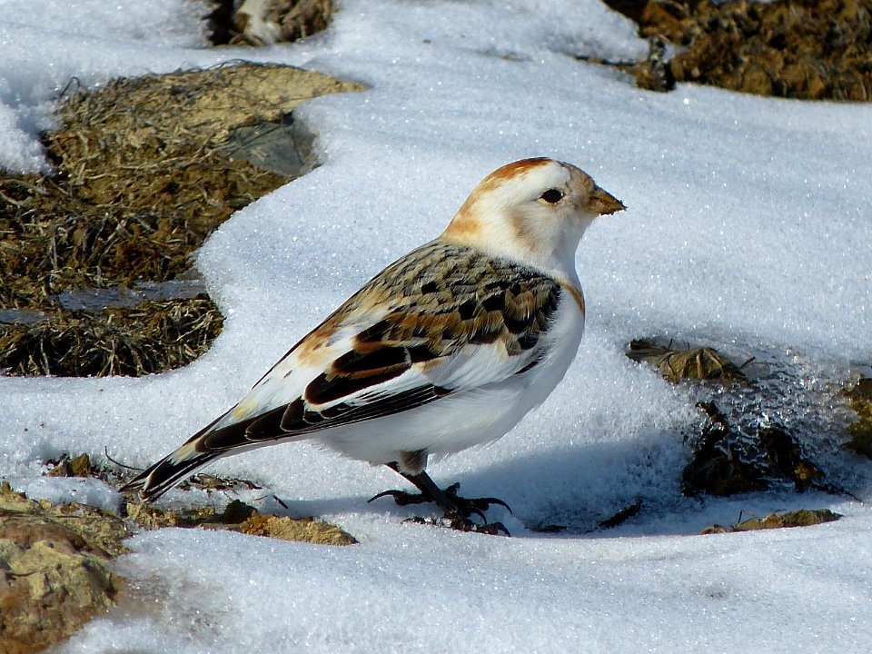 Snow Bunting (Plectrophenax nivalis)
