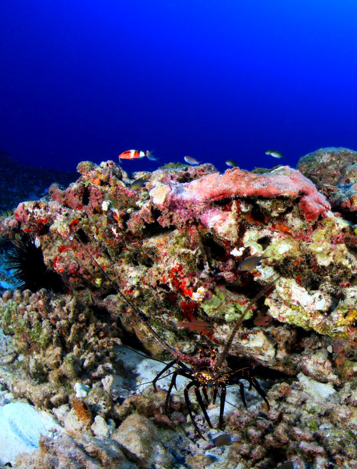 Lobster on Maro Reef